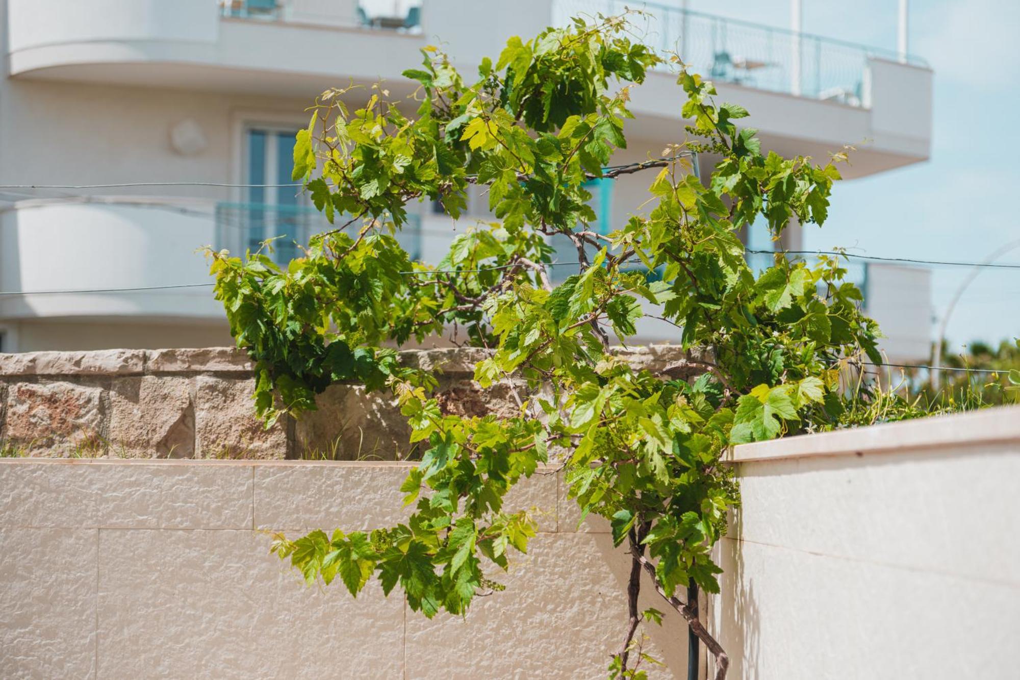 La Casa Di Dodo Daire Polignano a Mare Dış mekan fotoğraf